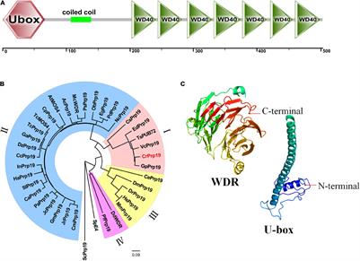 A U-Box Type E3 Ubiquitin Ligase Prp19-Like Protein Negatively Regulates Lipid Accumulation and Cell Size in Chlamydomonas reinhardtii